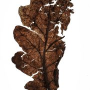 Geschichtseiche-scaled